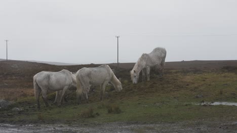 Caballos-Salvajes-En-Las-Tierras-Altas-De-Irlanda