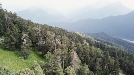 paisaje forestal de montaña