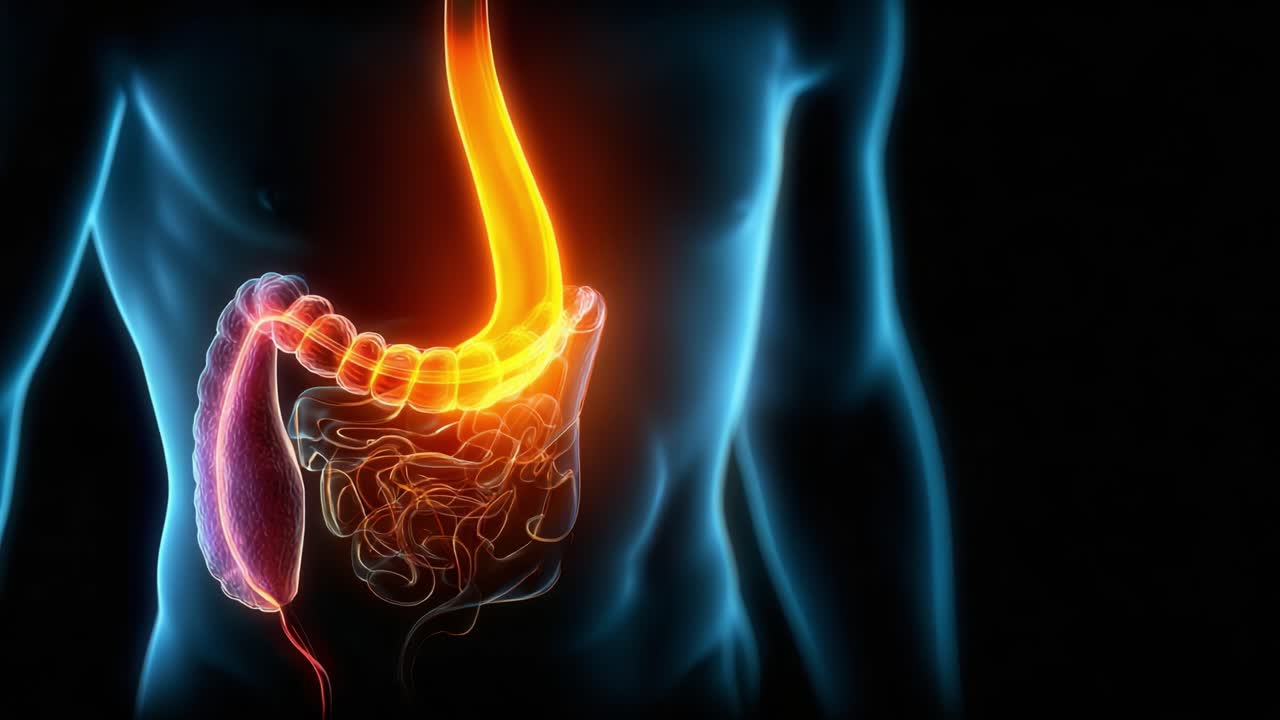 Un'Intrigante Visualizzazione del Sistema Digestivo Umano: Esplorando i Percorsi e le Funzioni dello Stomaco e dell'Intestino in una Rappresentazione Artistica