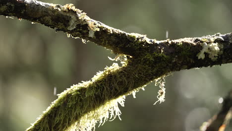 lichen covered tree branches in natural rainforest at rainy season