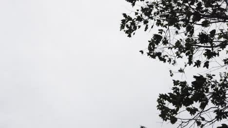 silhouettes-of-leaves-on-trees-blowing-in-the-wind