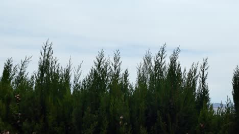 Cypresses-moving-with-the-breeze