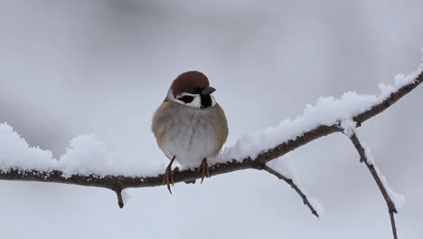 sparrow perched on snow-covered branch in winter