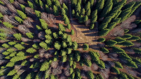 aerial view of a mixed forest with a winding path