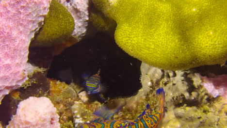 Male-Mandarin-fish-emerges-from-an-opening-in-a-colorful-coral-reef,-followed-by-a-female