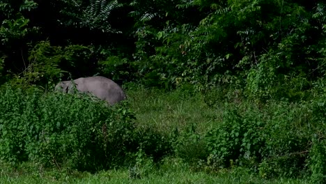 The-Asiatic-Elephants-are-endangered-species-and-they-are-also-residents-of-Thailand