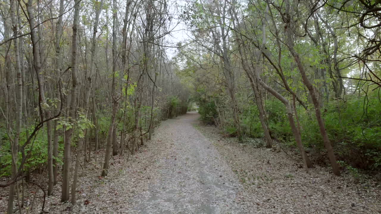 vista de drones, moviéndose a través de un sendero cubierto de hojas en un espeluznante bosque otoñal
