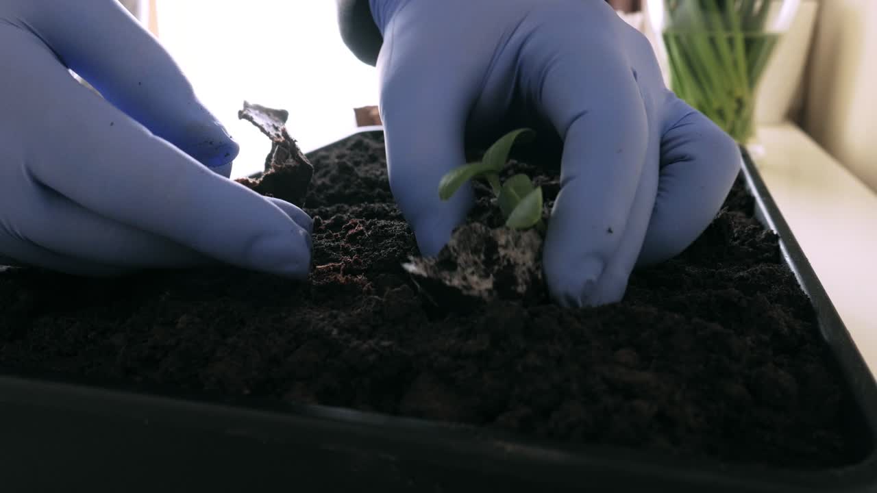 Piantare germogli di cetriolo in una piccola seminiera da orto domestico.