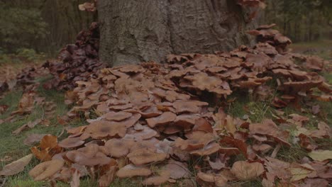 Schöner-Dolly-Einer-Großen-Honigpilzkolonie-Am-Fuß-Des-Baumes-Im-Wald