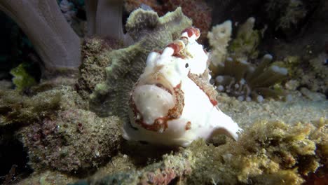 otra vista cercana del hermoso pez rana blanca