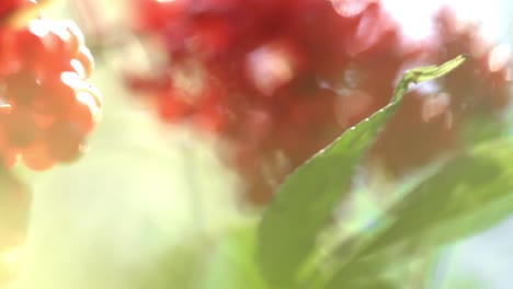 Bunch-of-red-mountain-ash-swaying-in-wind.-Ripe-rowan-fruit-on-branch-close-up