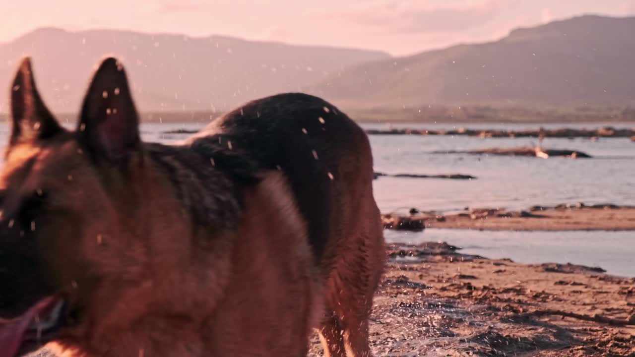 Due pastori tedeschi che corrono fuori da una laguna al tramonto con montagne in lontananza