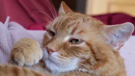 Face-closeup-of-overweight-sleepy-orange-cat-lying-on-the-sofa