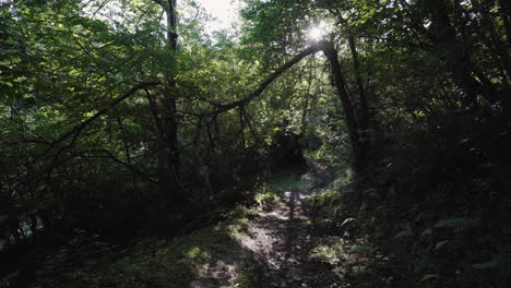 hiking trail in lush forest