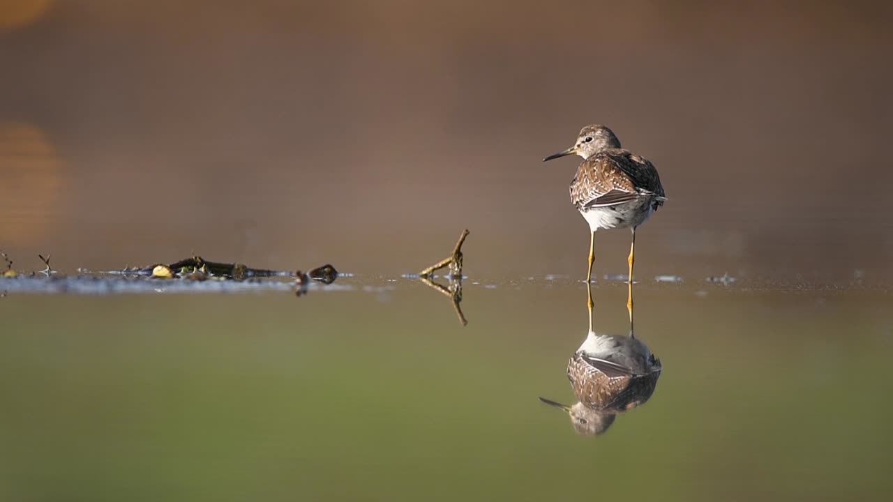 물에 반사와 호수에서 나무 sandpiper