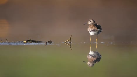 wood sandpiper in lake with reflection in water