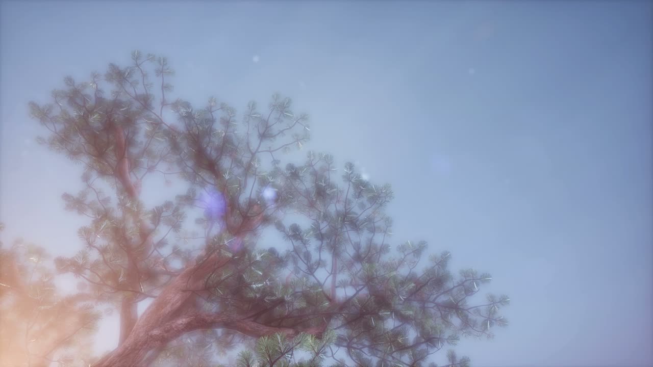 나무들을 가로지르는  ⁇ 빛