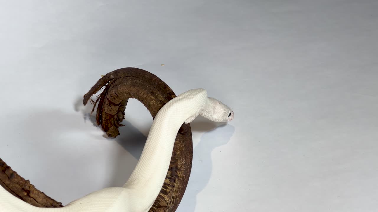 A white leucistic ball python crawls slowly across a curved branch on a white background
