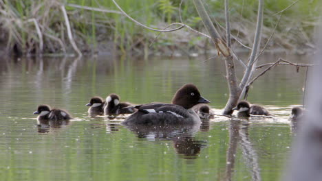 Hembra-Goldeneye-Muy-Alerta-Vigilando-Mientras-Su-Cría-Juega-En-El-Río