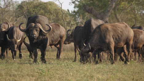 la manada de búfalos pasta en la hierba seca de una reserva de vida silvestre africana