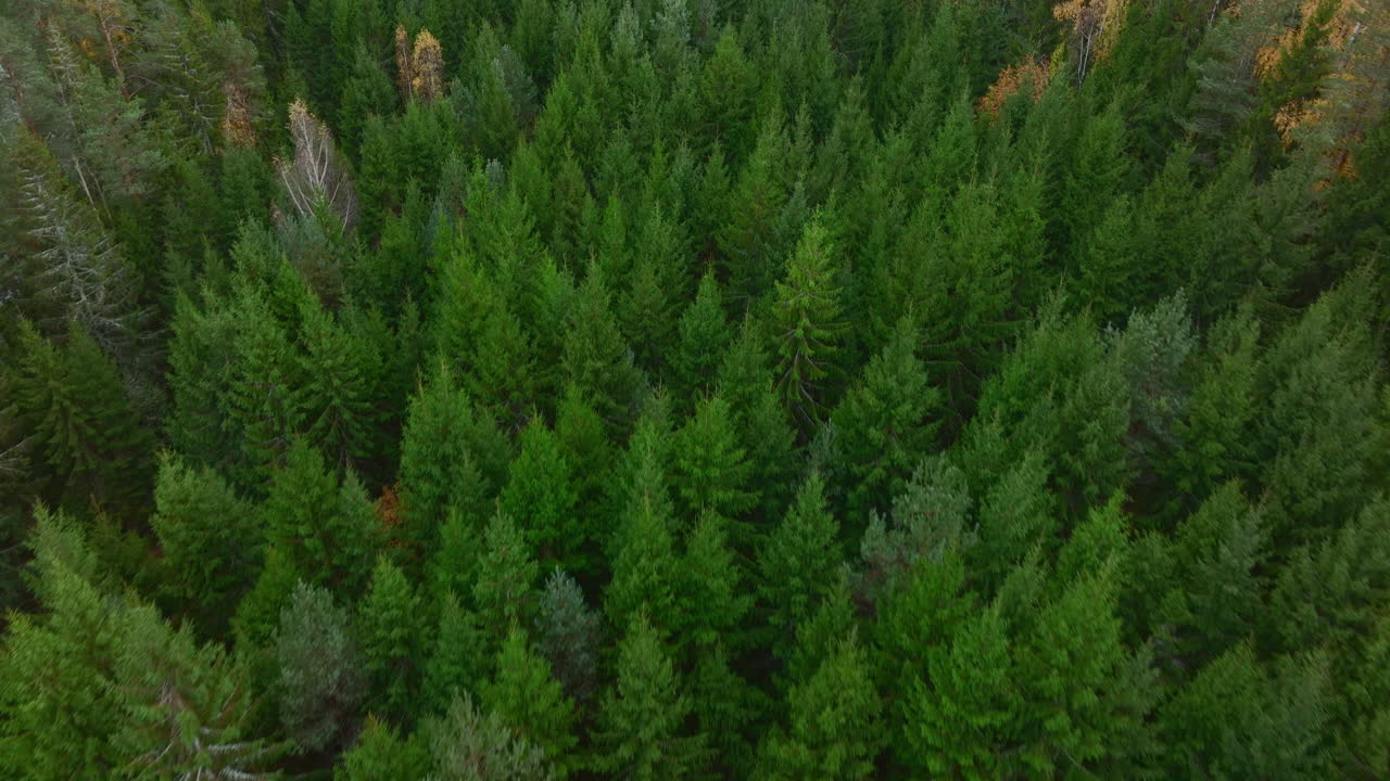 Vakkert levende grønt, synkende luftdroneopptak av Labanoras-skogen i østlige Litauen, Sentral-Europa.