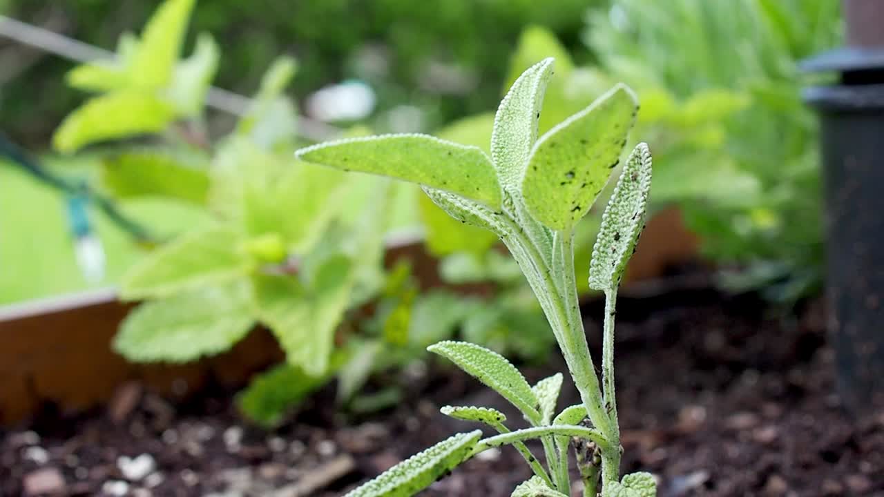 Pianta di salvia comune.