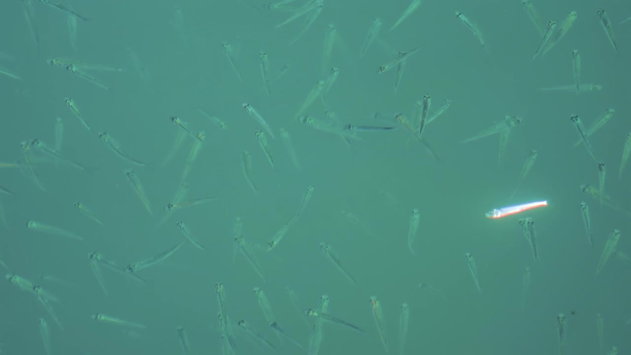 Um cardume de peixinhos nadando perto da superfície da água no Mar Mediterrâneo