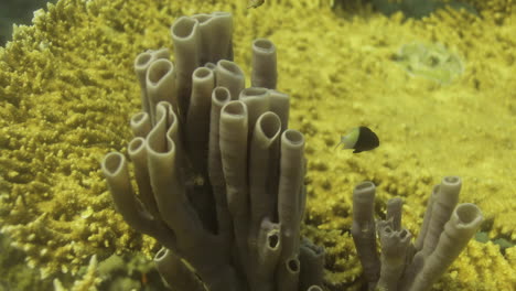 corals in the reef of the red sea