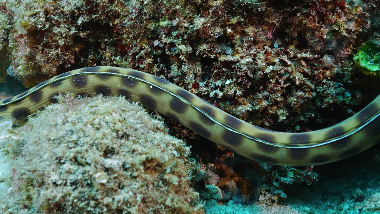 Elegant spotted snake eel searching for prey on the reef
