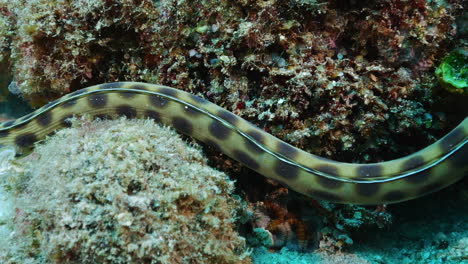 Elegante-Anguila-Serpiente-Manchada-Buscando-Presas-En-El-Arrecife