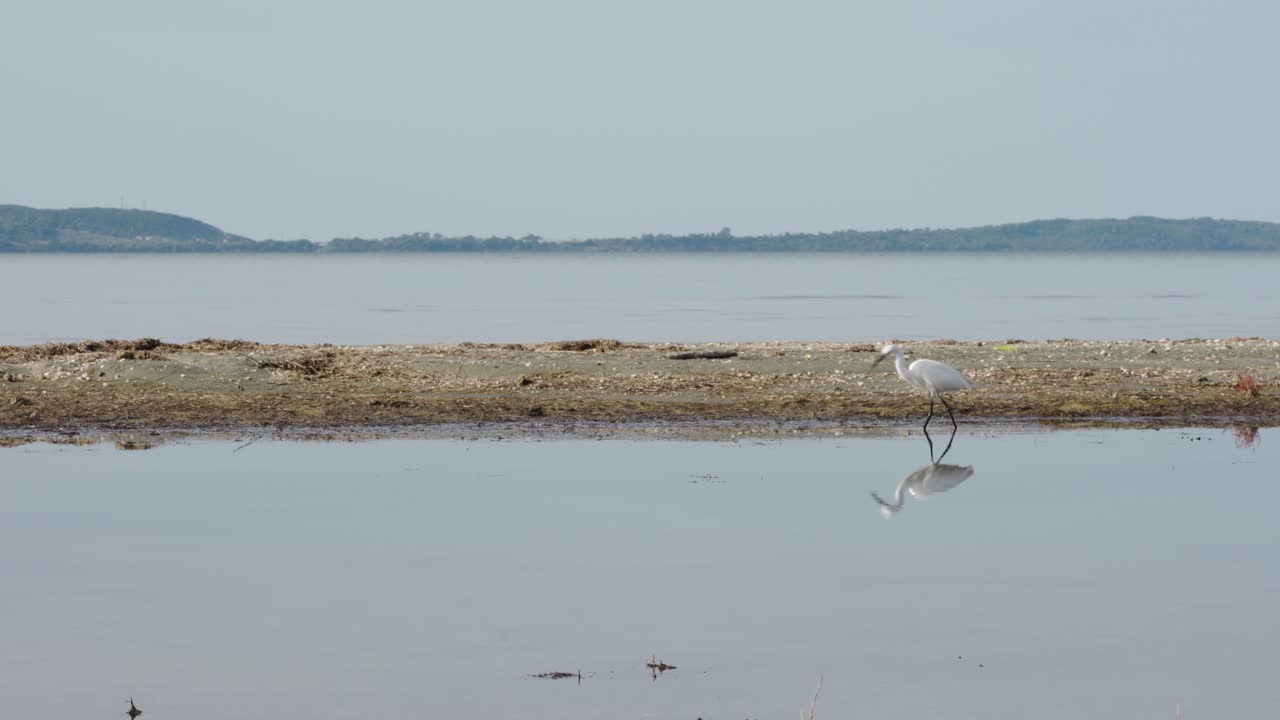 un pájaro blanco pescando en un lago mientras un pescador navega de un lado a otro en el fondo