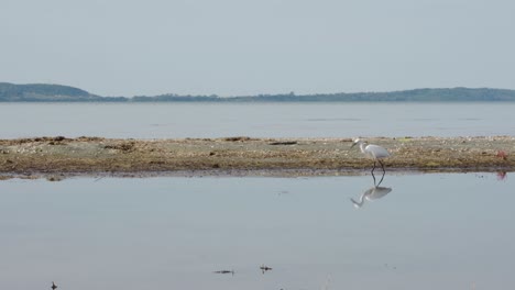 A-white-bird-fishing-at-a-lake-while-a-sailing-fisherman-sails-from-one-side-to-the-other-in-the-background