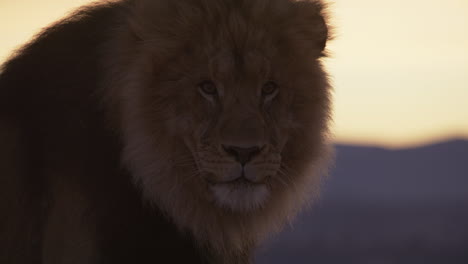 stoic lion looking out over the sunrise