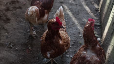 muchos pollos rojos en un día de verano en el pueblo