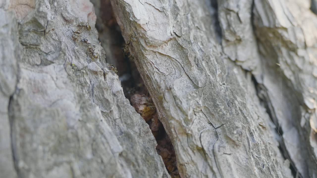 Primo piano di formiche sulla corteccia dell'albero