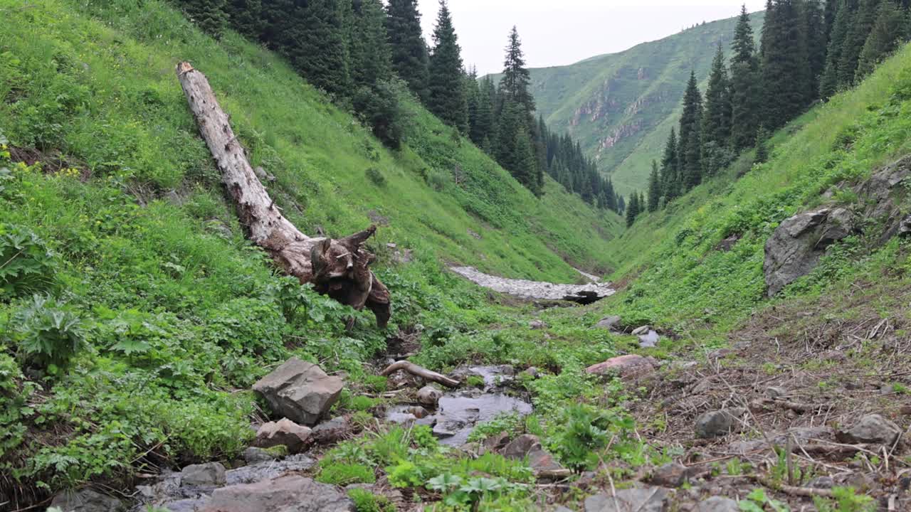 Ruscello di montagna che scorre attraverso una lussureggiante valle sempreverde
