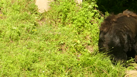 a medium sized adult black bear walking in grassy area