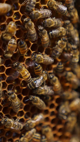 bee swarm working on the honey frame. bees ventilating the frame with their tiny wings. close up with blurred background. vertical video