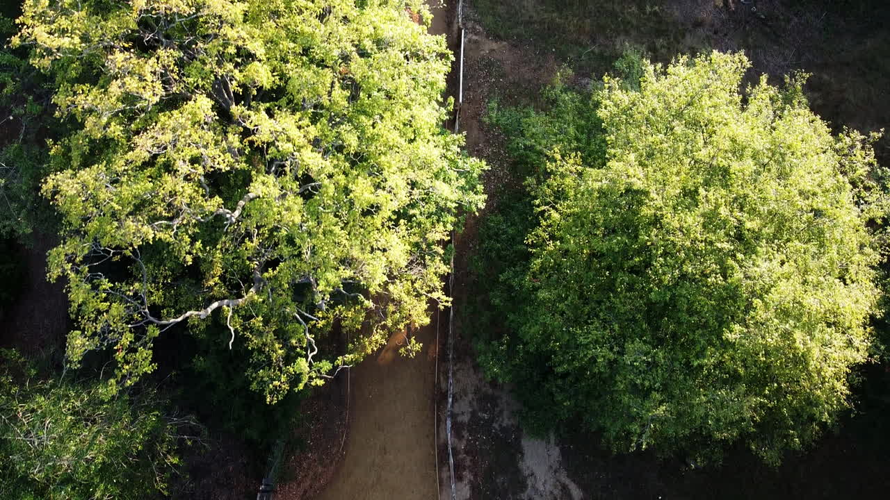 un dron captura a una joven trotando o corriendo en el parque rodeada de árboles al lado de la concurrida carretera