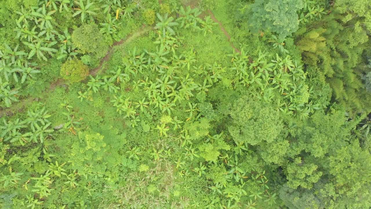 ojo de pájaro disparó un valle lleno de árboles de plátano, tamei, manipur, india