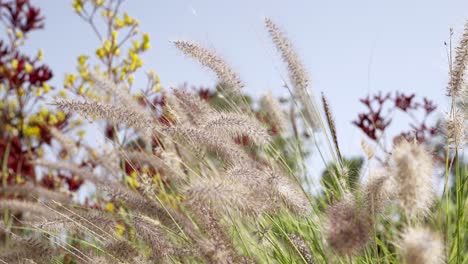 Wheat-field-in-the-morning-by-the-farm