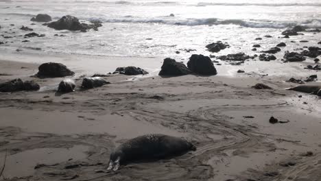 gimbal wide panning shot of elephant seals at the start of the breeding season on the shores of piedras blancas, california. 4k
