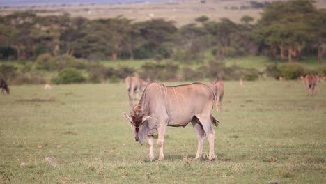 Elund-grazing-in-the-fields-on-safari-on-the-Masai-Mara-Reserve-in-Kenya-Africa