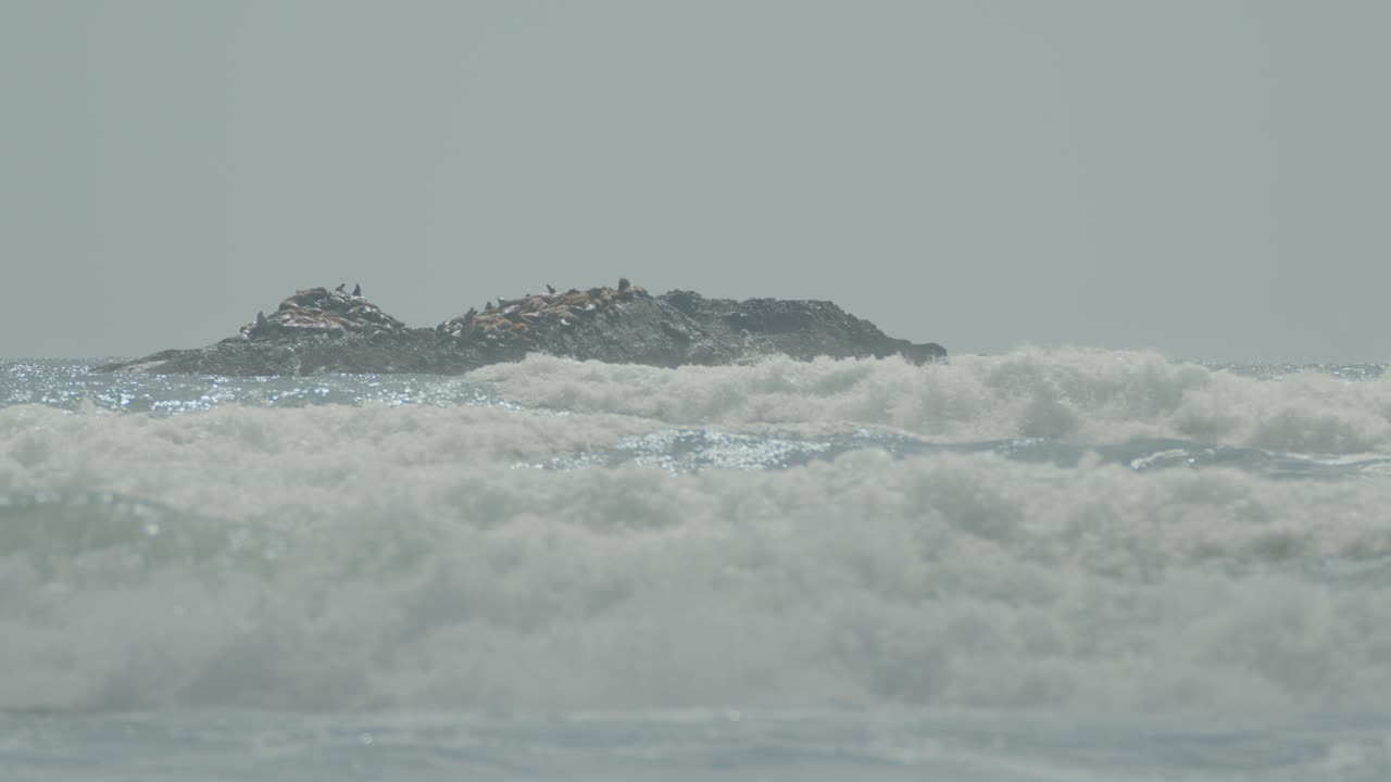 바다 사자 들 은 거친 바다 의 큰 바위 에서  ⁇  에서 휴식을 취하고 있다