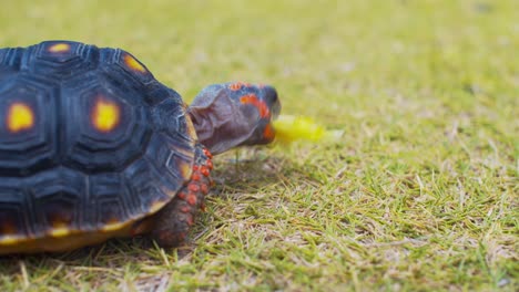 red footed tortise eating piece of lettuce