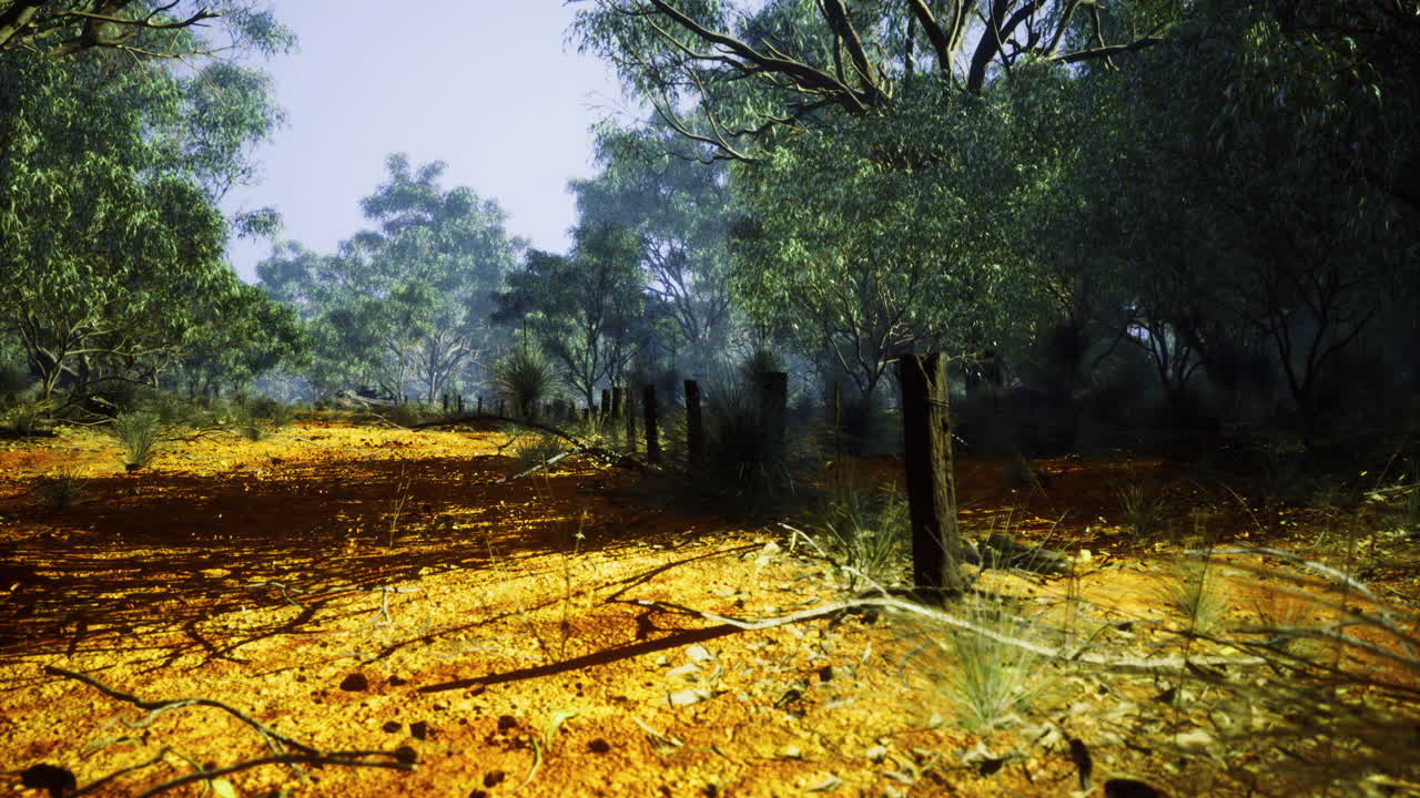 Paesaggio soleggiato che rivela un tranquillo sentiero attraverso la vivace vegetazione australiana