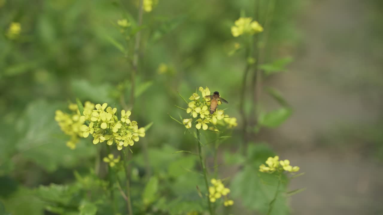 Mustard flowers are blooming in the vast field