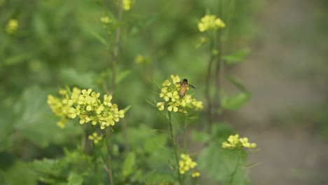 Senfblumen-Blühen-Auf-Dem-Weiten-Feld