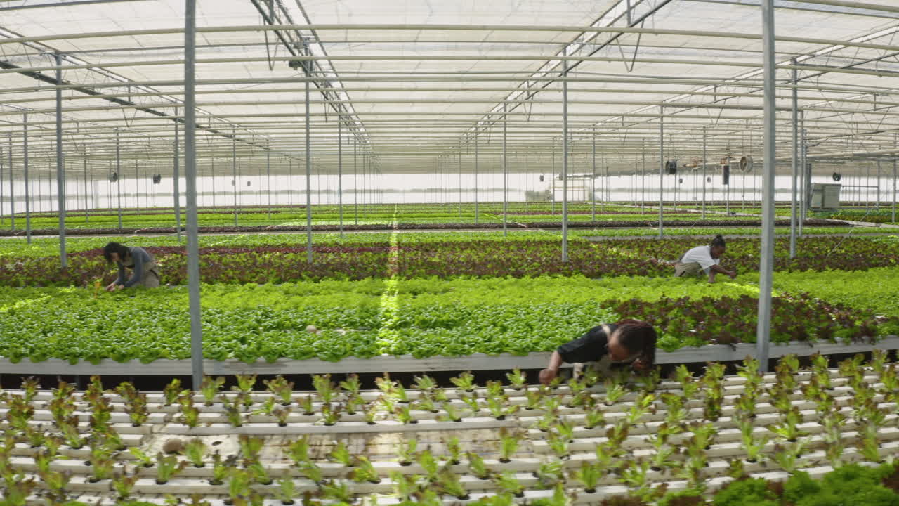 Hydroponic Greenhouse with Workers Harvesting Lettuce