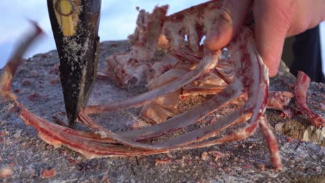 Raw-beef-bones-put-on-chopping-monkey-for-splitting-with-axe,-close-up-winter